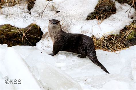 The Week Of The River Otters Nature Photography