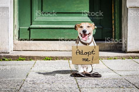Lost And Homeless Abandoned Dog Stock Photo - Download Image Now - iStock