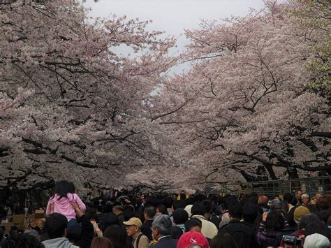 Ueno Park Cherry Blossoms 2019 Japan Travel Guide Jw Web Magazine