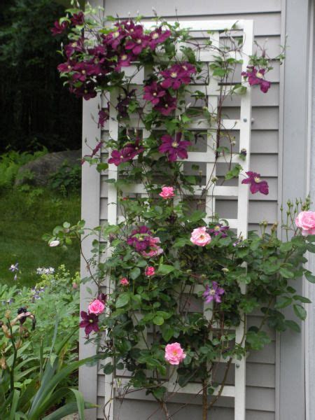 We did not find results for: Clematis and Rose Trellis: great idea for back corner of ...