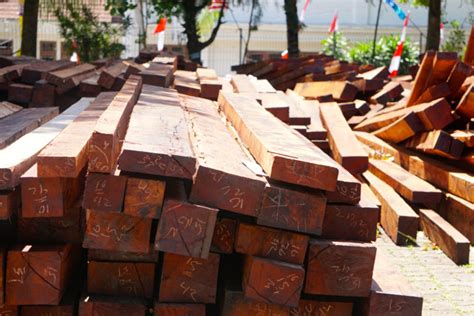 Tetapi kayu jati kurang diminati oleh para aquascaper loh. Dokumen Palsu Kayu-kayu dari Hutan Nabire : Mongabay.co.id