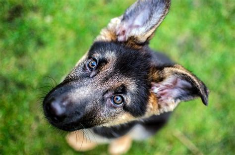 What You Need To Know Before You Get A German Shepherd