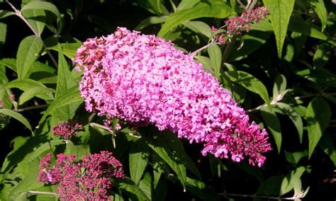 Buddleia Davidii Pink Delight Pépinière Cramer Inc