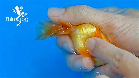 How Long Are Goldfish Pregnant Before Laying Eggs The 20 New Answer