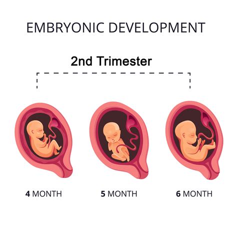 stages of pregnancy second trimester cherokee women s health