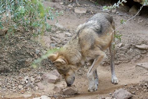 Governments In Coutnmaz Deliberately Derailed Mexican Wolf Recovery