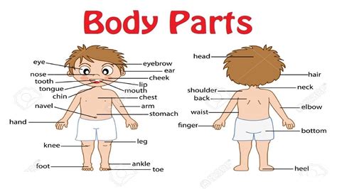 Simple tamil lessons with interactive worksheets created for elementary level kids. English 5000 Words with Pictures - Parts of the Body ...