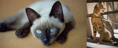 Siamese Vs Ashera Breed Comparison Mycatbreeds