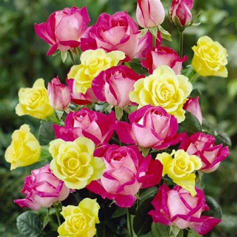 Cottage Farms Direct Roses Dazzling Designs 2 N 1 Pink Twist