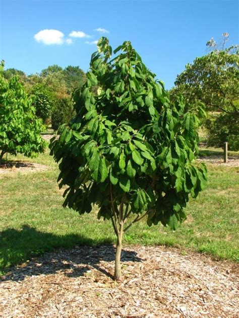 Asimina Triloba Sweet Alice Sweet Alice Pawpaw The Dawes Arboretum