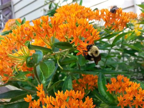 Butterfly Weed How To Grow Asclepias Tuberosa Growit Buildit