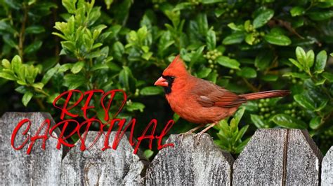 Cardinal Singing And Call Sounds Natural Sound Of Singing Birds Youtube
