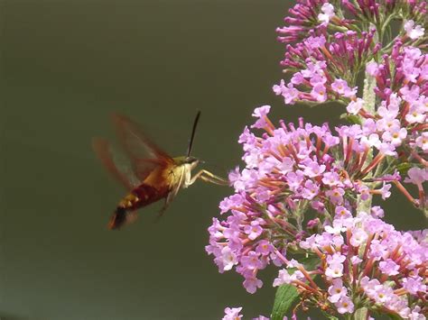 I took some zinnia flowers from the frontyard and put them in flower vase. Hummingbird moth / Belmont MA (With images) | Hummingbird ...