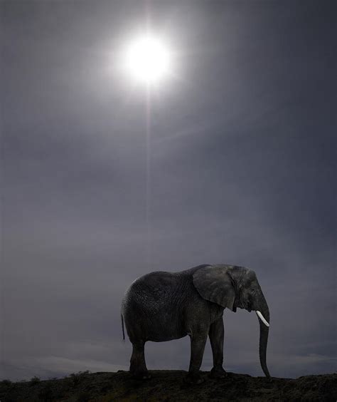 African Elephant At Sunset Photograph