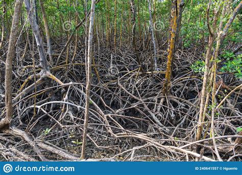 prop roots of a mangrove forest anne kolb natural area hollywood florida usa stock image