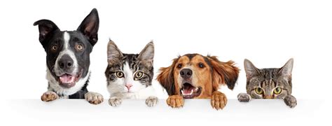 Cats And Dogs Peeking Over White Web Banner Stock Photo Download