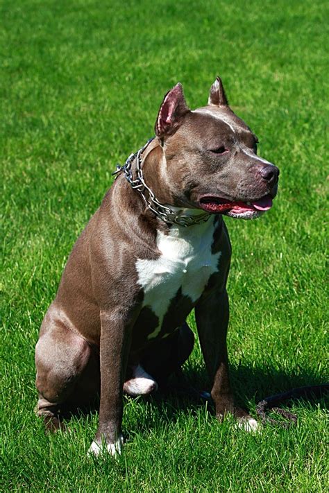 Why Do Many Owners Dock Their Pit Bulls Tail 3 Reasons
