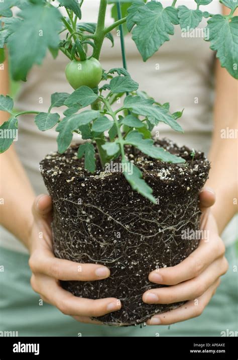 Potting On Tomato Plants Hi Res Stock Photography And Images Alamy