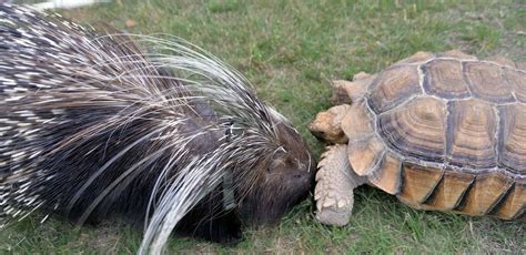 The term covers two families of animals: Porcupine vs Hedgehog Fight comparison- who will win?