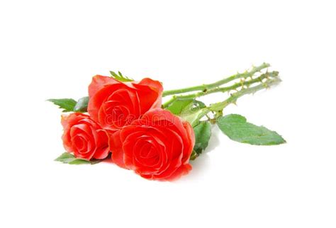 Red Rose Stock Photo Image Of Plant Love Blossom 268106516