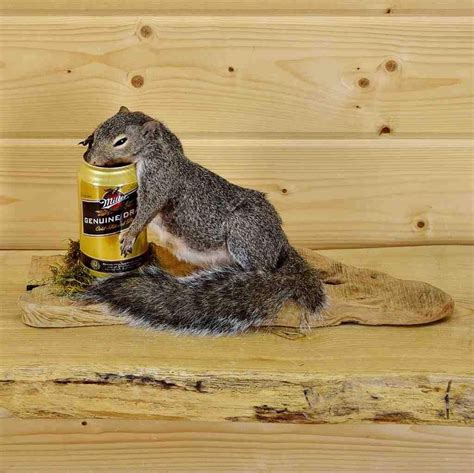 Drunken Squirrel Taxidermy Mount Sw4831 Safariworks Taxidermy Sales