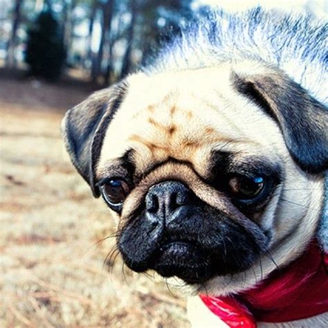 Ms Pug Is Not Impressed With This Chilly Weather Pugs And Kisses Pug