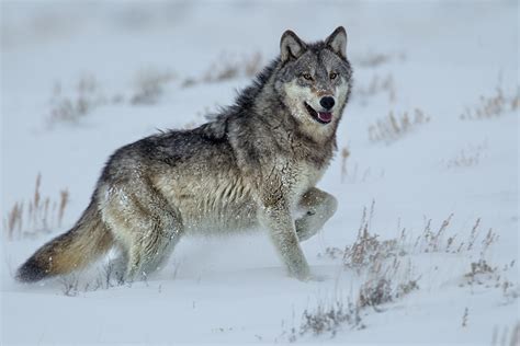 Yellowstone Gray Wolf 1200 The Hole Hiking Experience