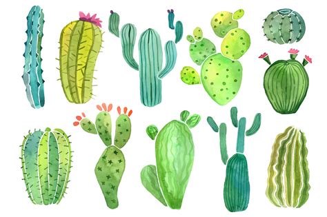 Watercolor Cactus And Succulent Set Cacti Wallpaper Cute Cactus
