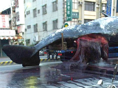 Sperm Whale Explosion Tainan Pictures Telegraph