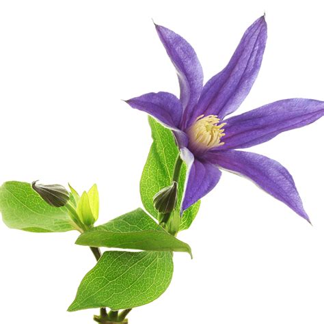 Buy clematis at wayside gardens. Clematis Amazing® Oslo - Cut Flower On Thursd