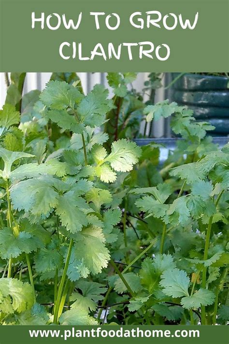 Review Of How To Harvest Cilantro Seeds For Planting 2022 Eviva Midtown