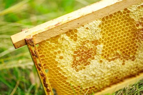 premium photo yellow sealed cells on the frame honey frame with mature honey wooden small