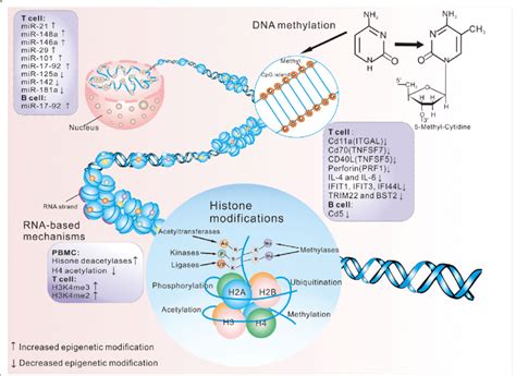 A Description Of The Three Main Epigenetic Mechanisms Involved In Sle