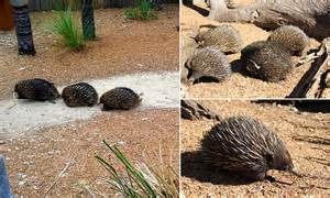 Echidna Mating Ritual On Video With Males Following Female For Up To
