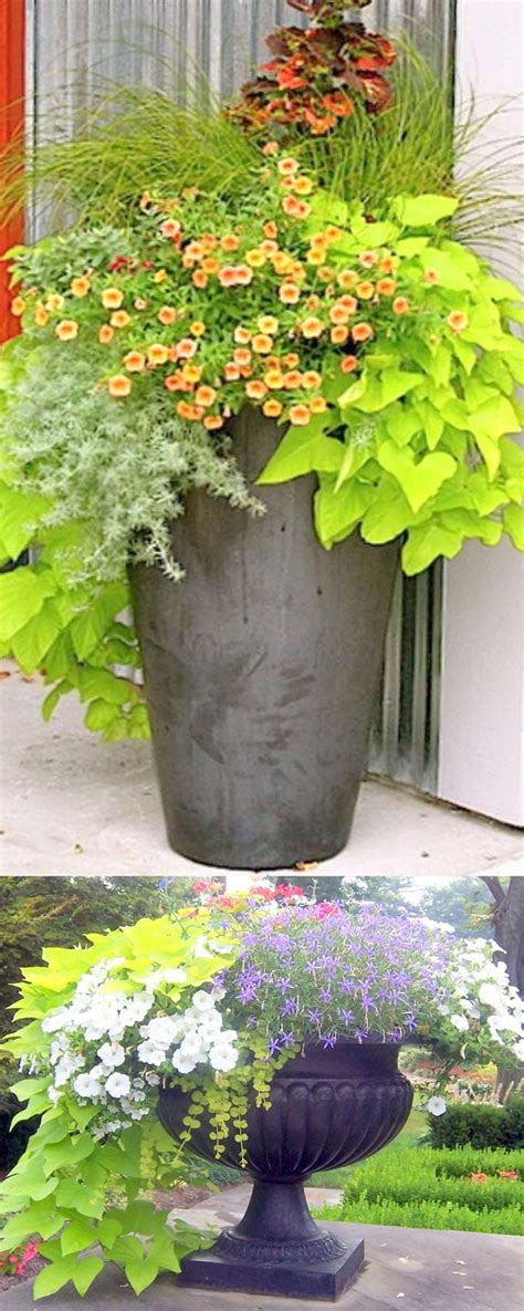Colorful Flower Gardening In Pots 38 Designer Plant