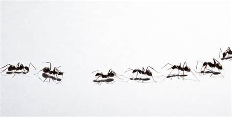 Invasion Of Super Ants Warning For Britains Homes And