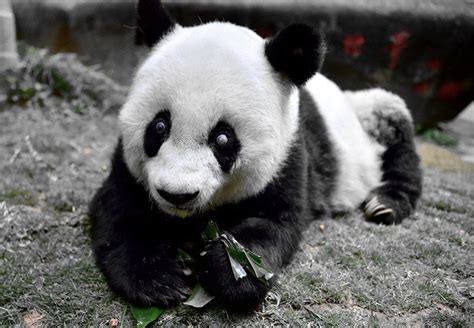 China Worlds Oldest Giant Panda Dies In Captivity