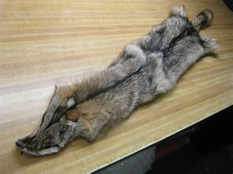 Coyote pelt - glwec.in