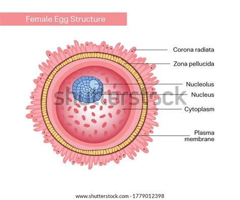 Huevo De Hembra Con Citoplasma Núcleo Membrana Plasmática Ovum Célula Reproductiva