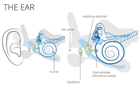 Hearing Loss Explained How Hearing Aids Can Help You India