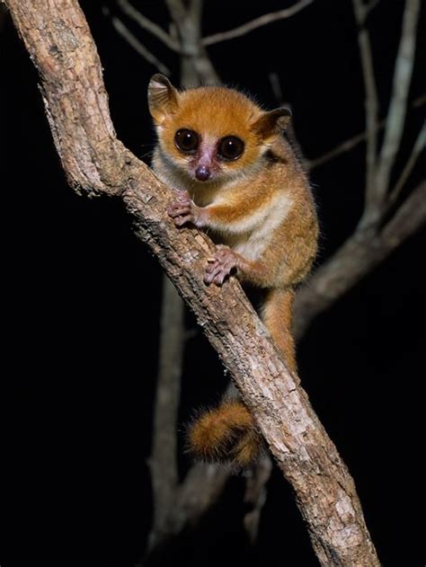 El Lémur Ratón De Berthe Microcebus Berthae Es Una Especie De Primate