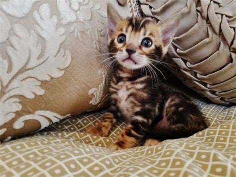 Gorgeous Bengal Kittens Marble Spotted Or Rosetted Male And Female