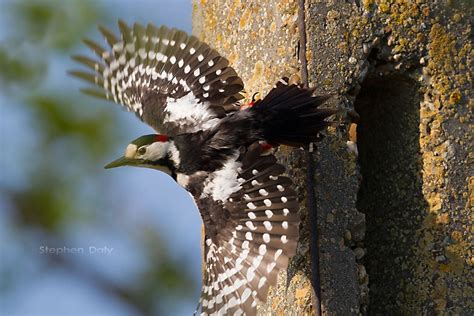 Syrian Woodpecker Woodpecker Danube Delta Day Tours