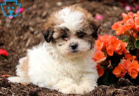 Brown and white (teddy bear). Flower | Shichon (Teddy Bear) Puppy For Sale | Keystone ...