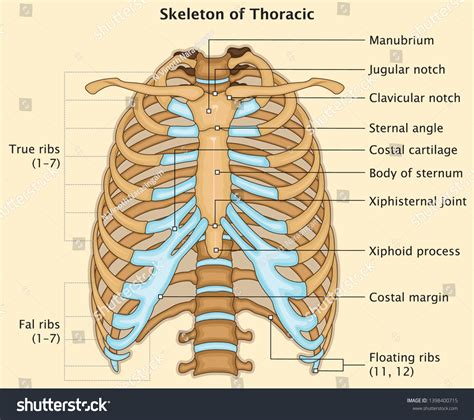 7 Clavicular Notch Images Stock Photos And Vectors Shutterstock