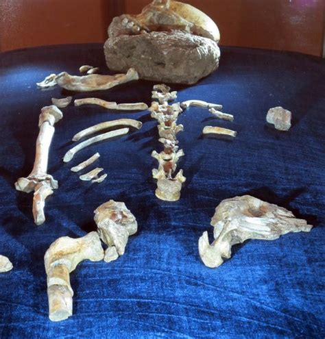 Australopithecus Sediba Fossils Found In The Malapa Caves In The Cradle