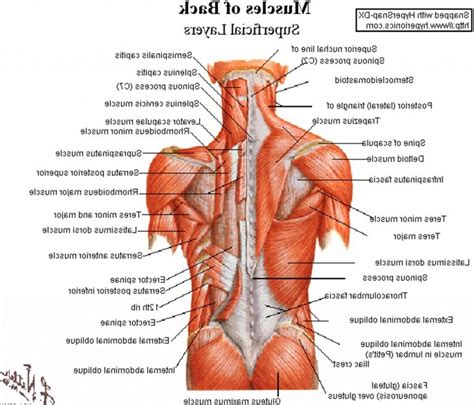 It makes up the bulk of the chest muscles in the male and lies under the breast in the female. Lower Back Anatomy Pictures . Lower Back Anatomy Pictures ...