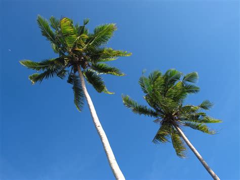 Pokoknya boleh mencapai ketinggian 6 hingga 30 meter bergantung kepada variasi. ini cerita kita: Pokok kelapa