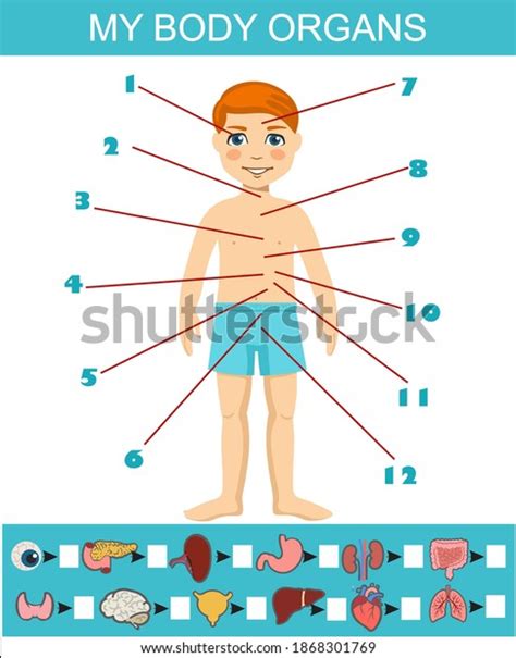 My Organs Search Puzzle Flat Vector Stock Vector Royalty Free 1868301769