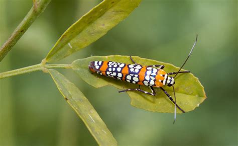 Ailanthus Webworm Moth Clipart 20 Free Cliparts Download Images On